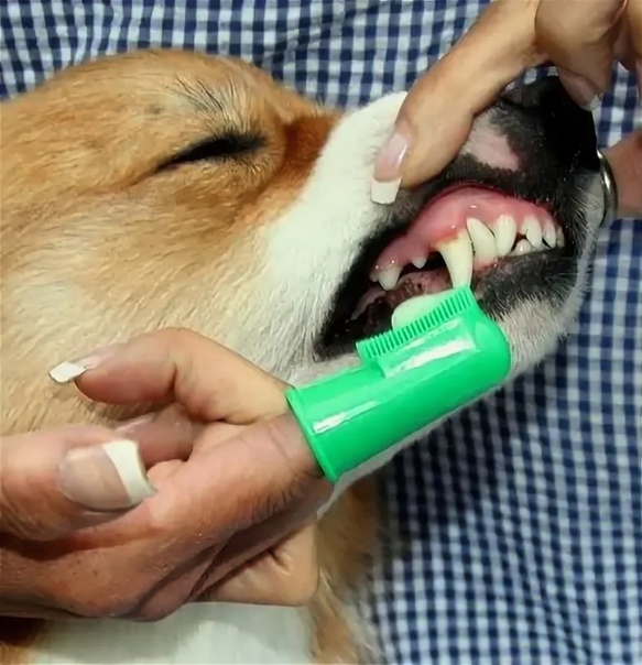 Как и чем чистить собаке зубы в домашних условиях