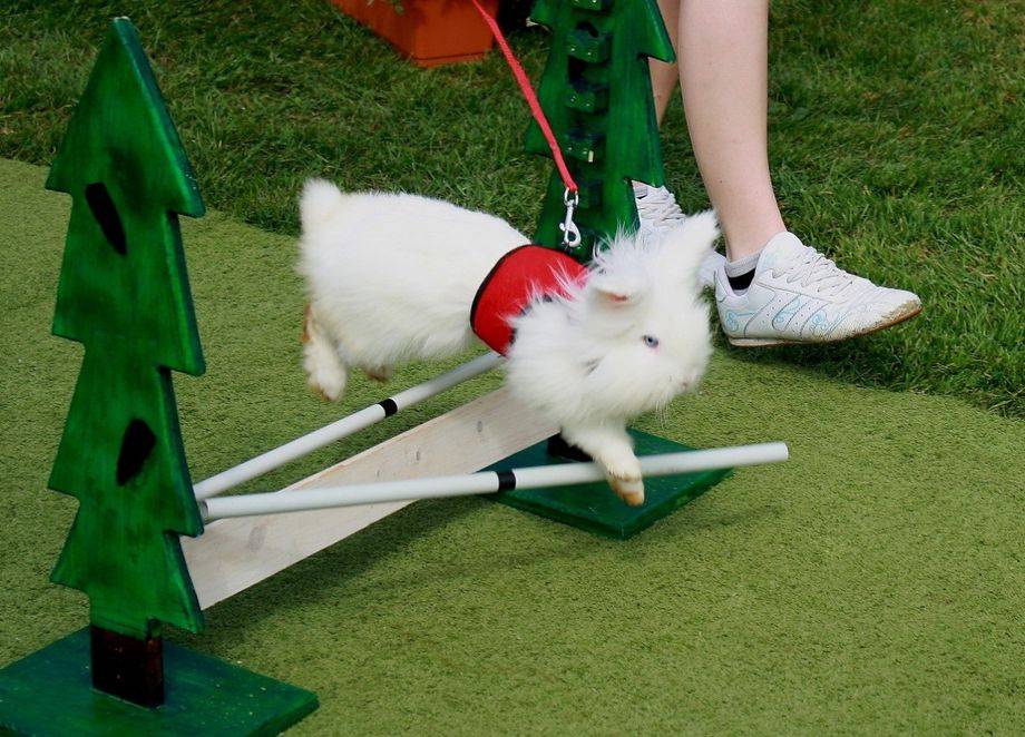 Как играть с кроликом — дрессировка декоративного кролика в домашних условиях