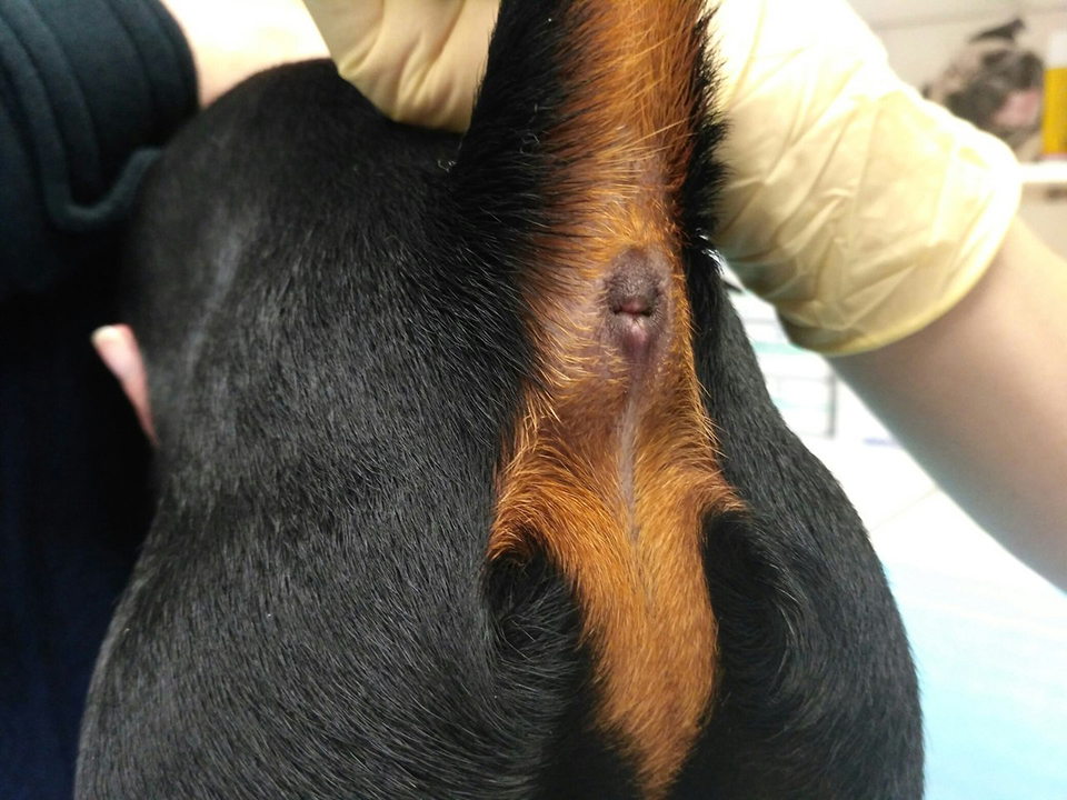 Шишки под кожей у собаки: подкожная шишка у собаки (на холке, спине, на теле, животе, шее), твердый шарик: что делать, как лечить, диагностика у ветеринара  - vet-call24 киев
