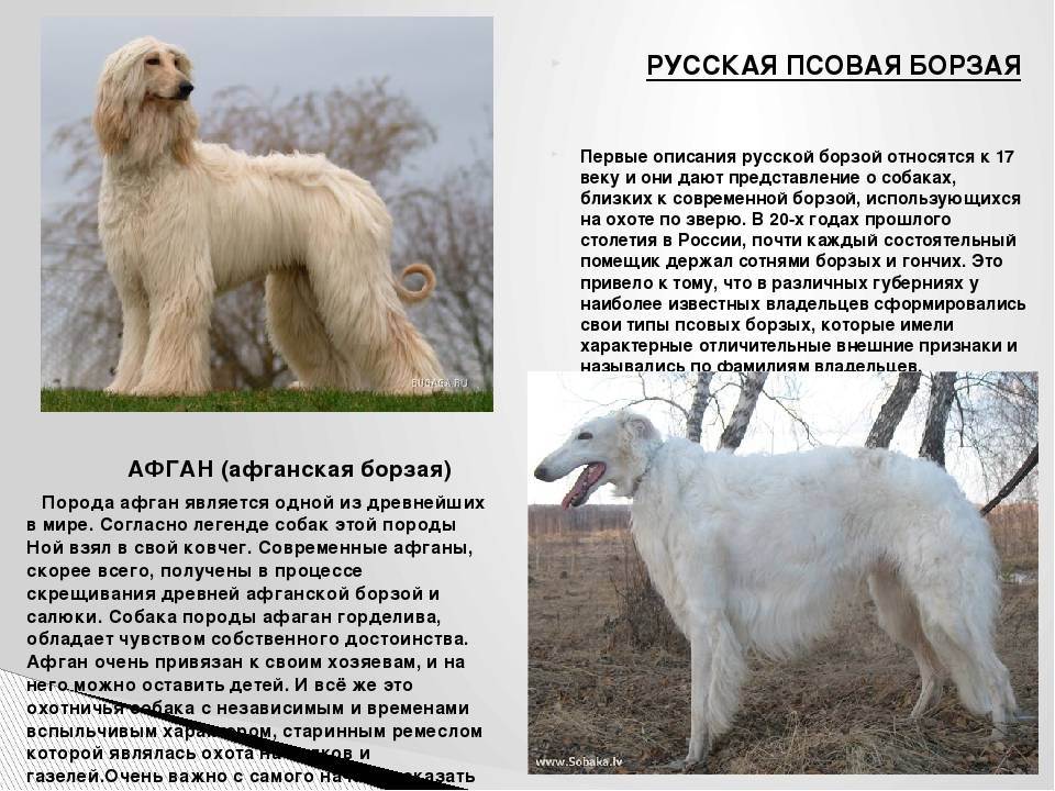 Характеристика собак салюков: внешний вид и рост персидской борзой породы