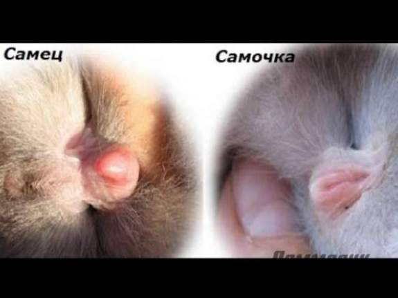 Как определить пол кролика, как отличить самца от крольчихи
