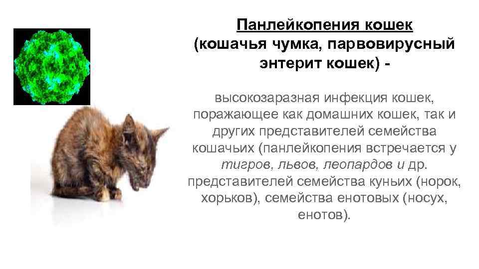 Covid-19 и риск реактивации герпесвирусной инфекции