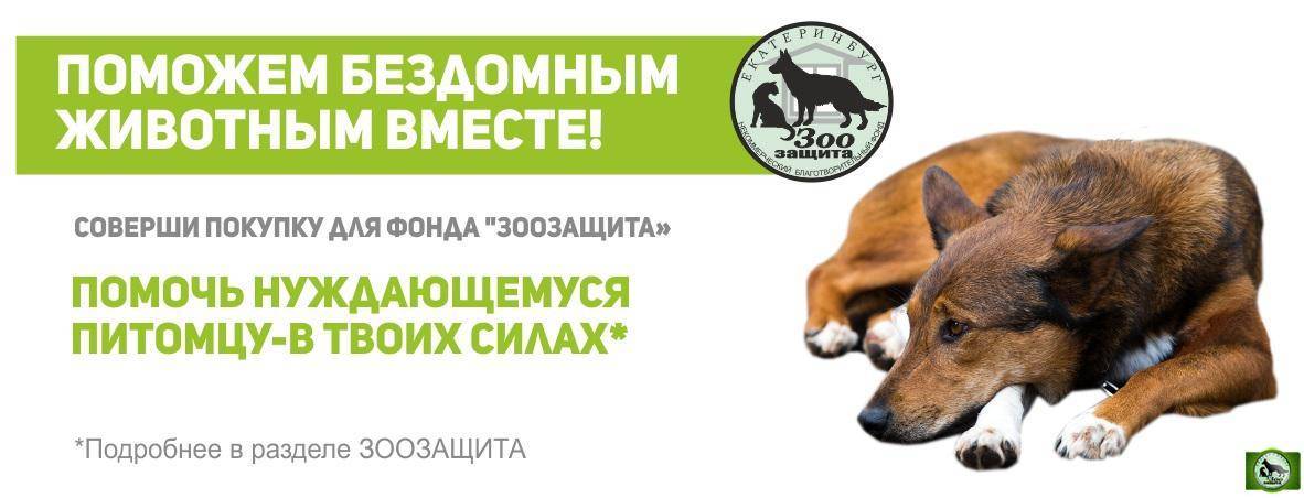 Социальная сеть для оказания помощи бездомным кошкам socialcatwork