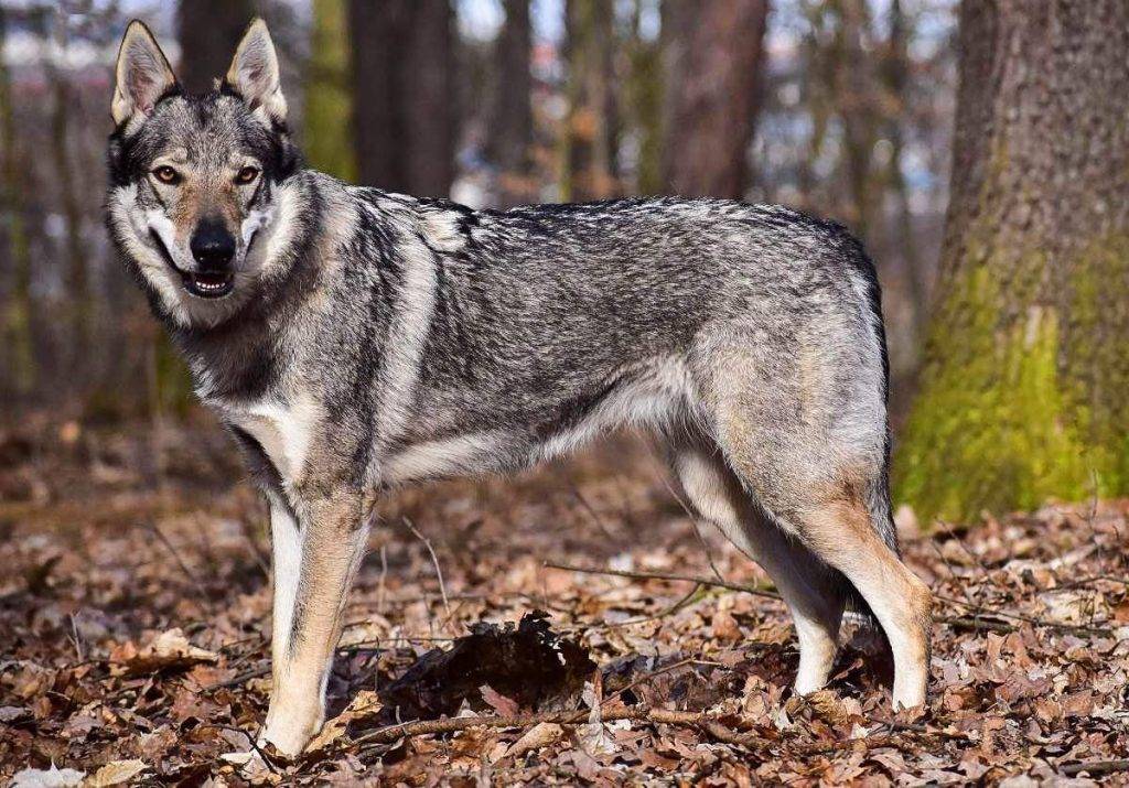 Волкособ- гибриды волка и собаки-поразительное сходство внешних данных с серым предком- обзор +видео