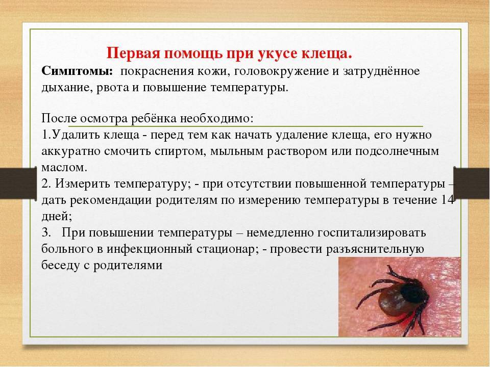 Что делать при укусах клещей, комаров, осы? | столетник