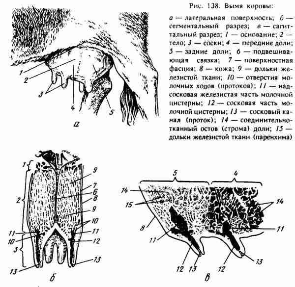 Сколько сосков у собаки – для чего нужны