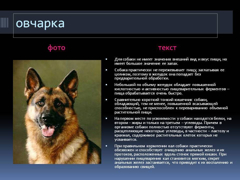 Разновидности овчарок: характеристика пород собак с фото, видео и отзывами