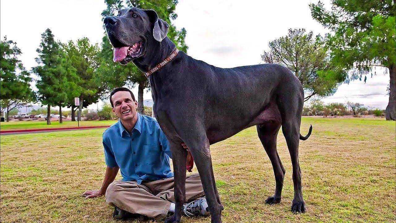 Самая большая порода собак