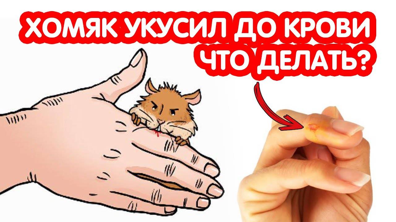 Что делать если хомяк укусил до крови? — экспертно-информационный портал о домашних питомцах и уходе за ними — petse.ru