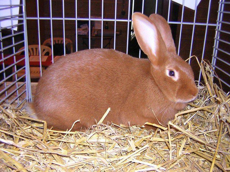 Бургундские кролики - характеристики породы, особенности содержания, фото