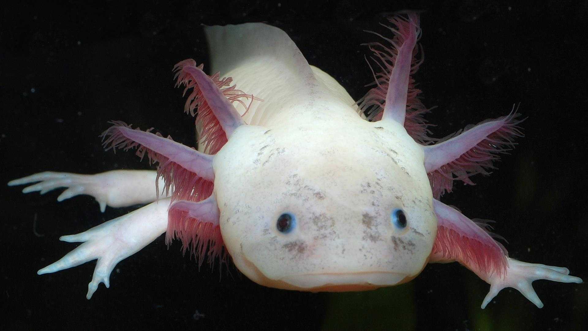 рыба похожая на лунтика фото с названием