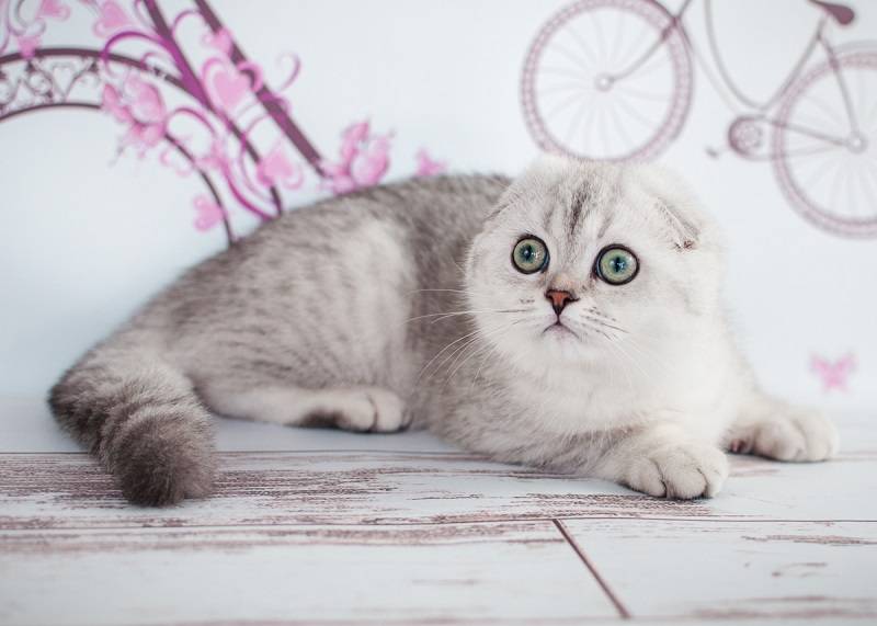 Питомники кошек в санкт-петербурге | шотландские, британские, сибирские