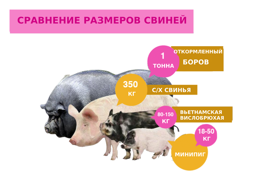 Породы свиней с фото и описанием: название, характеристика и история возникновения свиньи