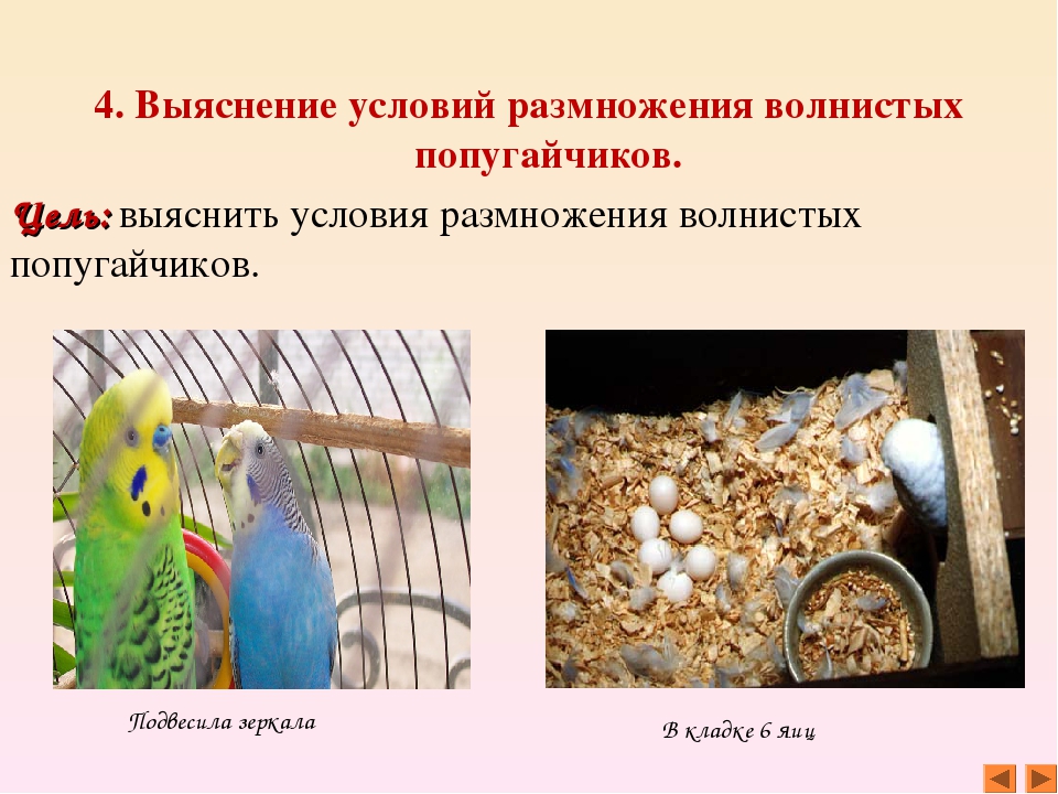 Размножение волнистых попугаев - все этапы размножения