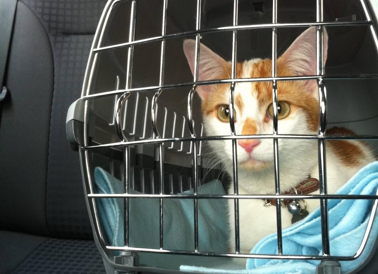 Перевозка кошек на транспорте: основные правила и требования | ваши питомцы