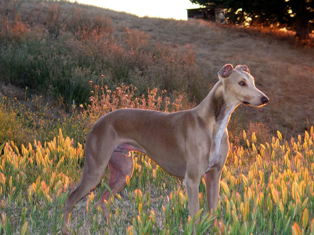 Кенгуровая собака (Австралийская борзая, стагхаунд)