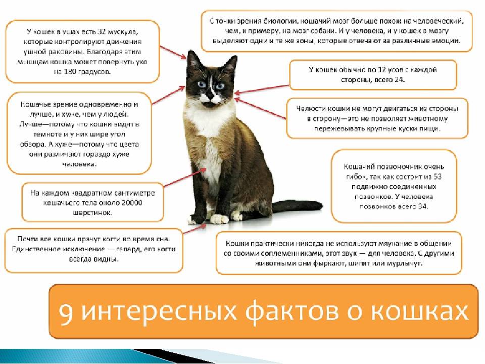Домашняя кошка: описание, история появления, характер, уход, фото, видео