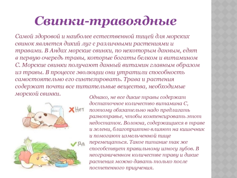 ᐉ какую траву можно давать морским свинкам: таблица разрешенных растений - zoopalitra-spb.ru