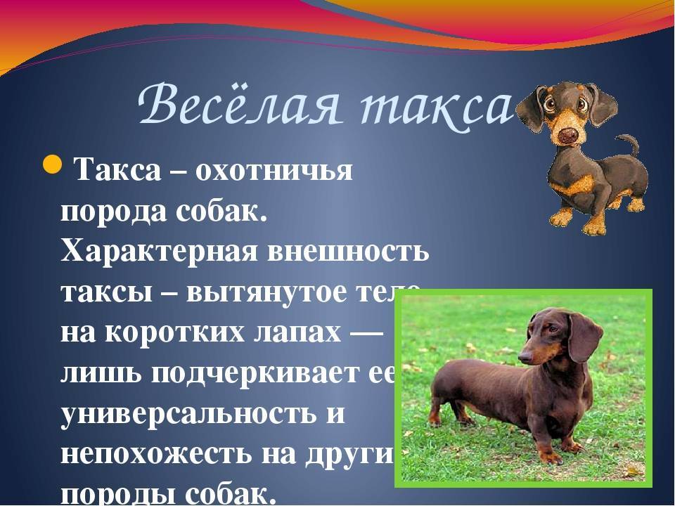 Как можно описать собаку внешне. Рассказ о породе собак такса. Такса краткое описание. Краткое сообщение о таксе. Рассказ про собаку таксу.