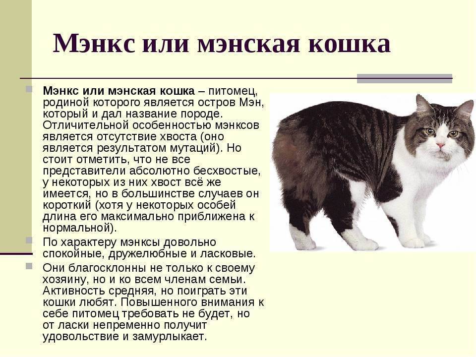 Мейн-кун. почему эти кошки так популярны? | животные | школажизни.ру