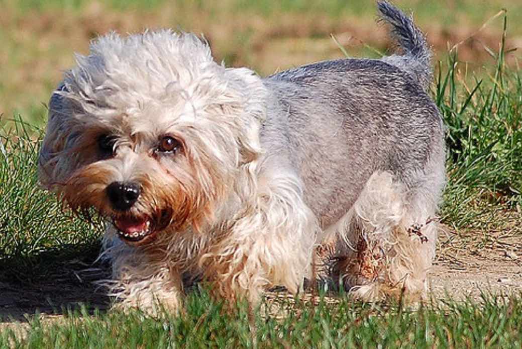 Денди динмонт терьер – собака с приятным характером. описание породы и фото.
