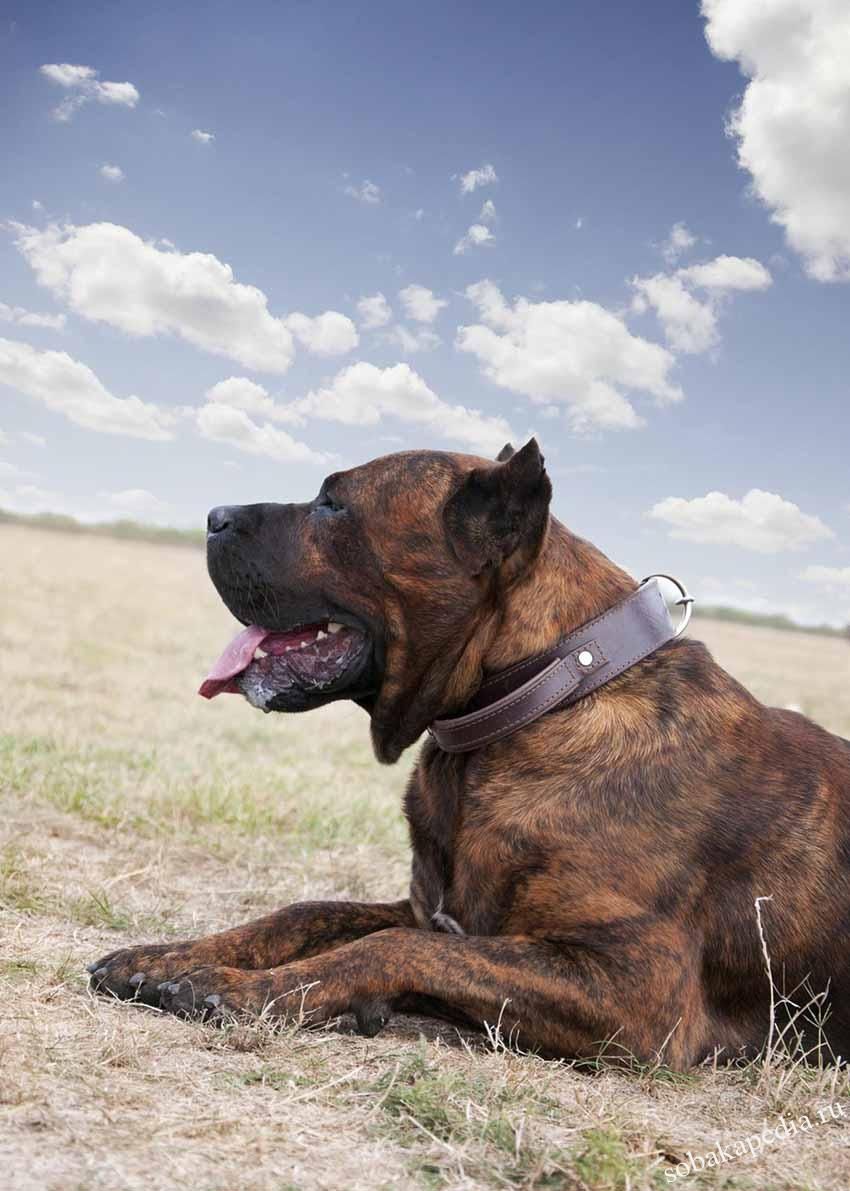 породы охранных собак с фотографиями
