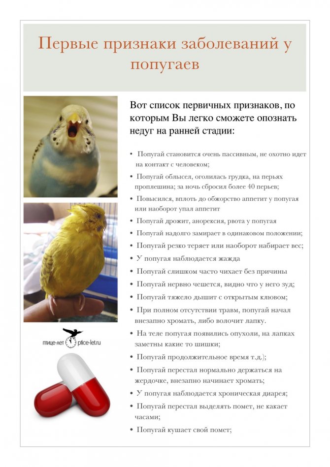 Классификация болезней попугая корелла