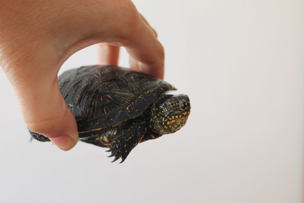 Содержание европейской болотной черепахи в домашних условиях