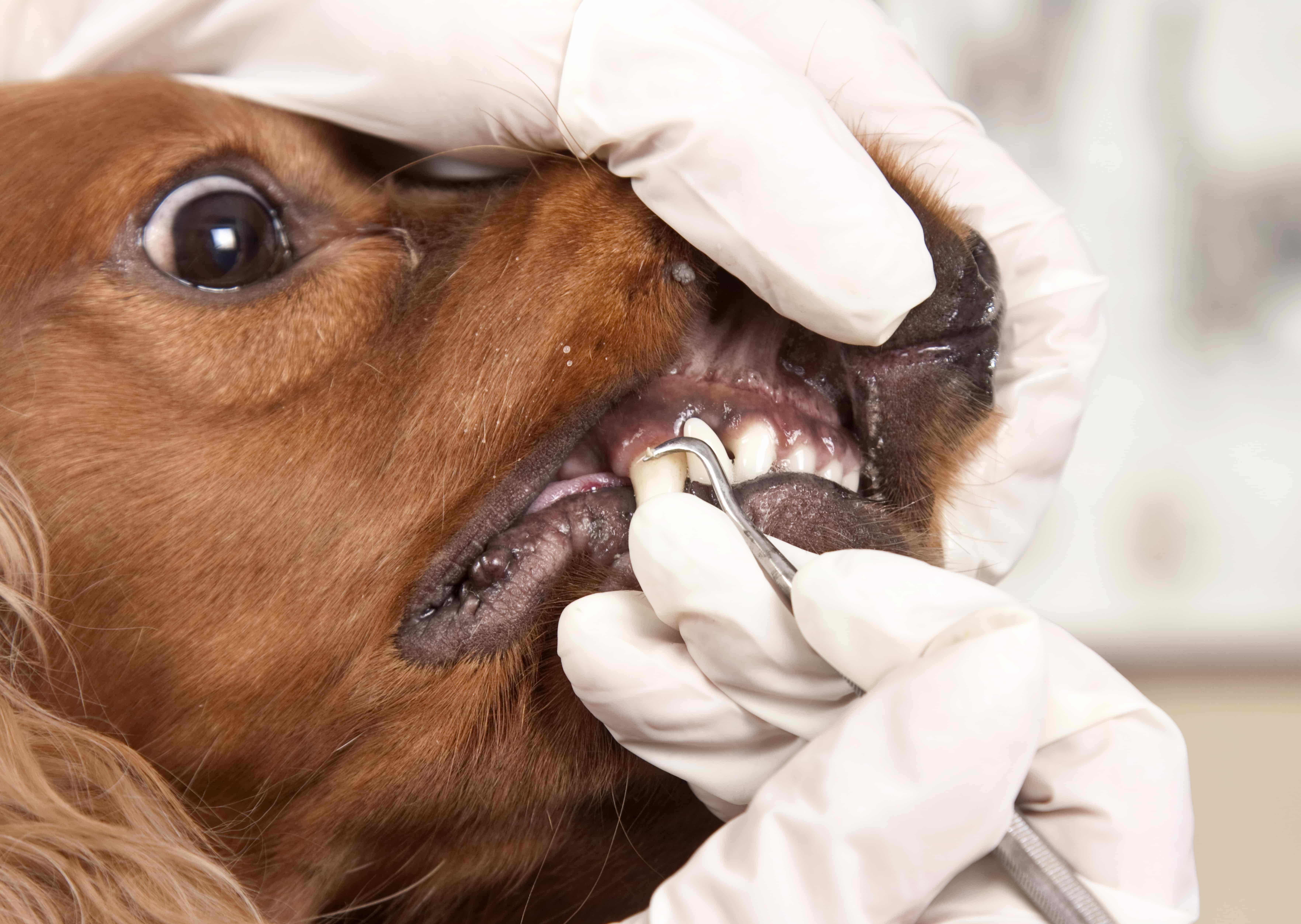 Зубной камень у собак: почему возникает и как от него избавиться?