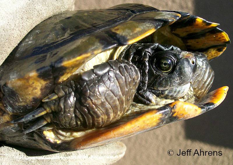 Черепаха рост. Красноухая Болотная черепаха. Черепаха красноухая оранжевая. Красноухие Черепашки. Рахит у красноухой черепахи.