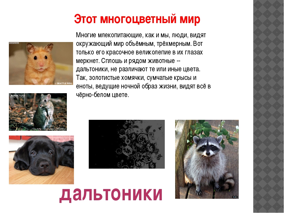 Как видят собаки