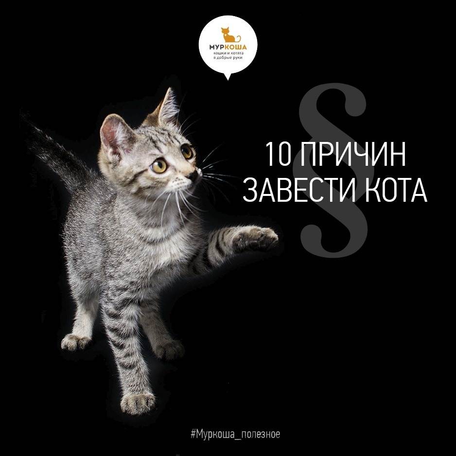 10 научно обоснованных причин завести кота - веселая жизнь