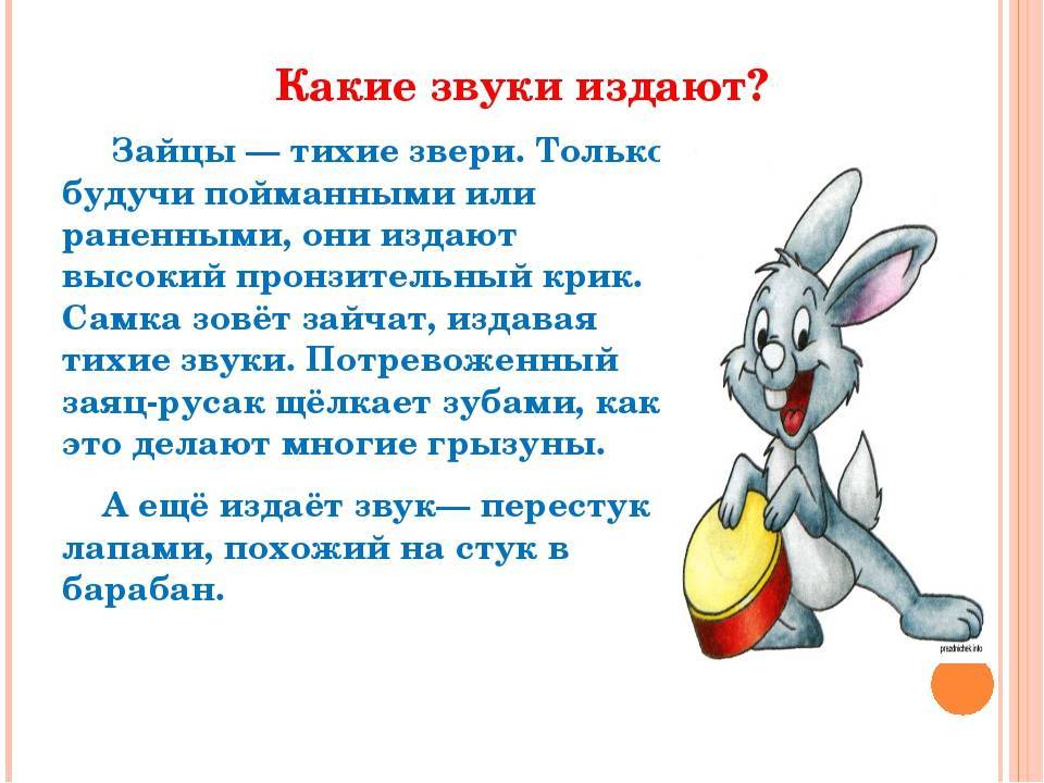 Как понять язык и жесты кролика | кролики. разведение и содержание в домашних условиях
