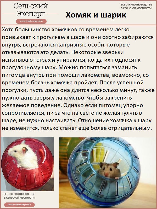 Шар для хомяка: особенности использования, критерии выбора, самостоятельное изготовление