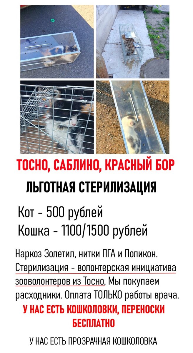 Стерилизация кошки в санкт-петербурге