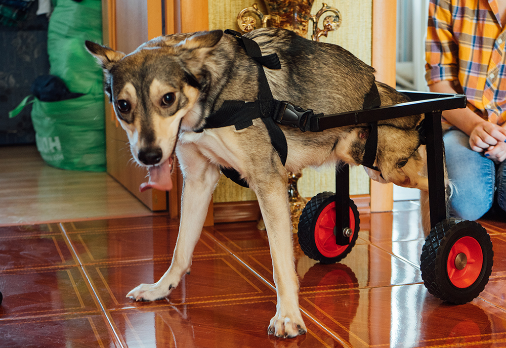 Инвалидная коляска для собак — своими руками