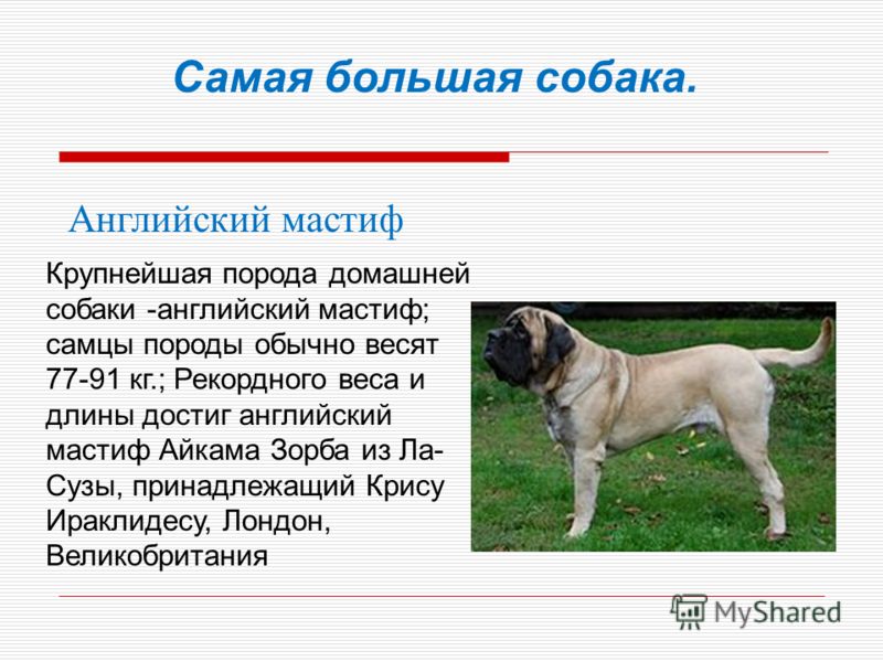 Американский бульдог: описание и характеристика породы с фото и видео собак