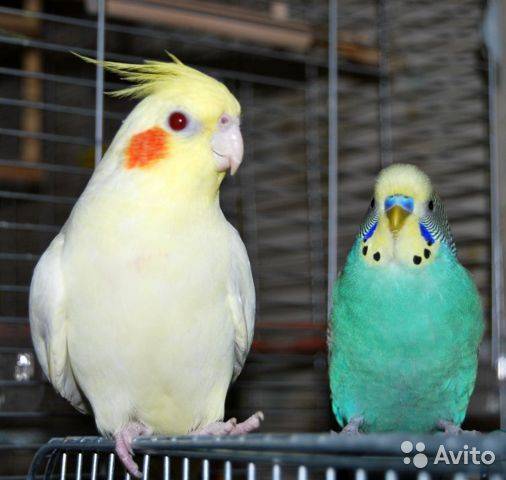 Кого лучше выбрать — корелла или волнистого попугая?