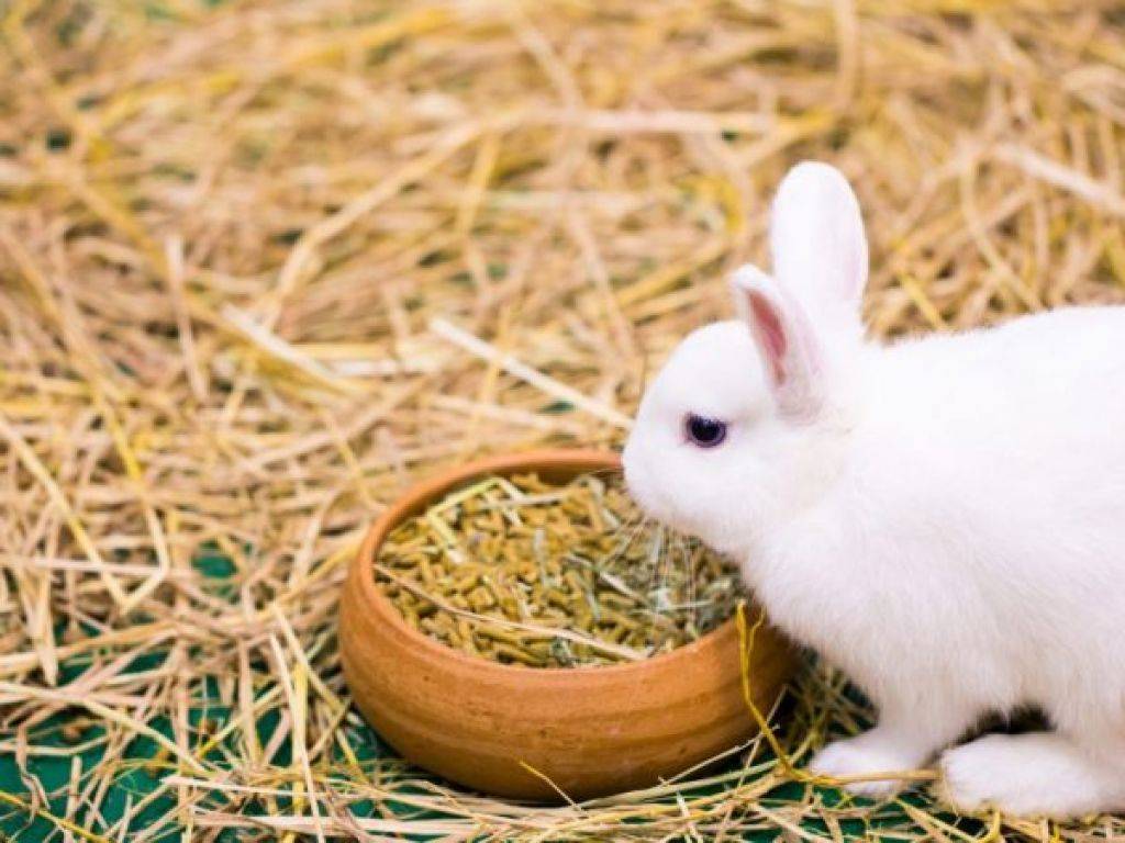 Можно ли кроликам горох: в чём польза и вред, как давать
