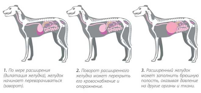 Перекрут желудка у собак | домашние животные