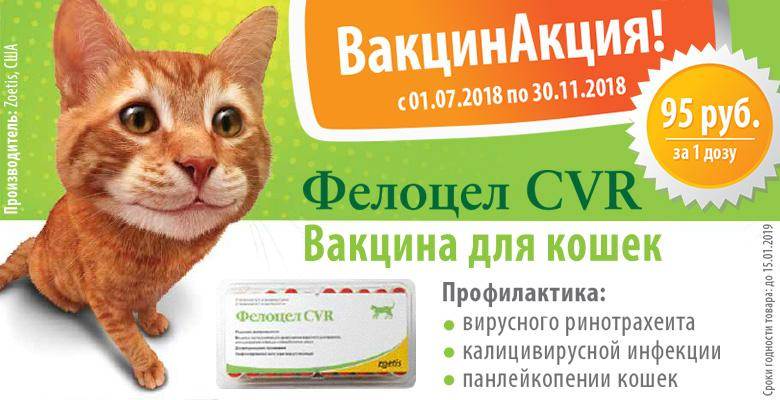 Прививки котятам и кошкам » kuguarlend