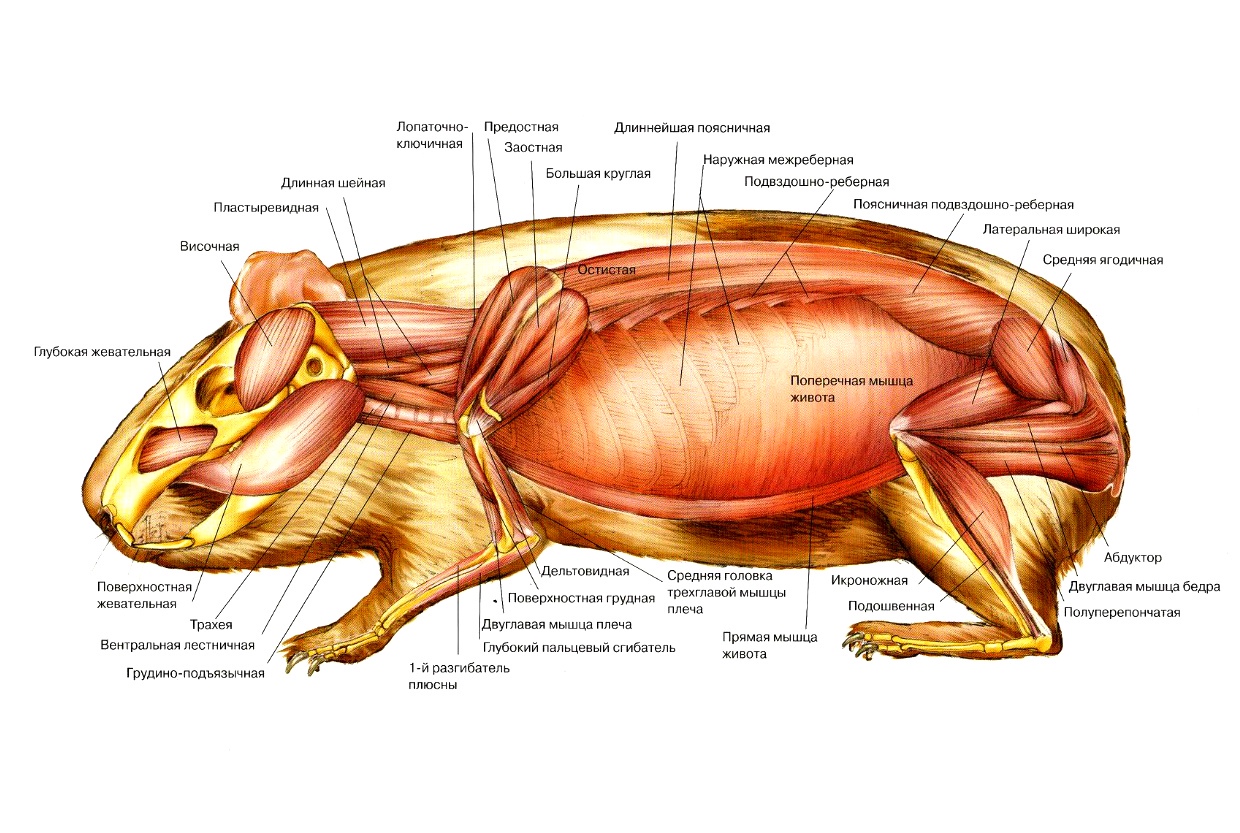 Анатомия и скелет морской свинки, описание строение тела внешнее и внутреннее