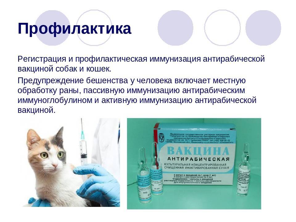 Вакцинация собаки: график проведения прививок питомцу | гавкуша | дзен