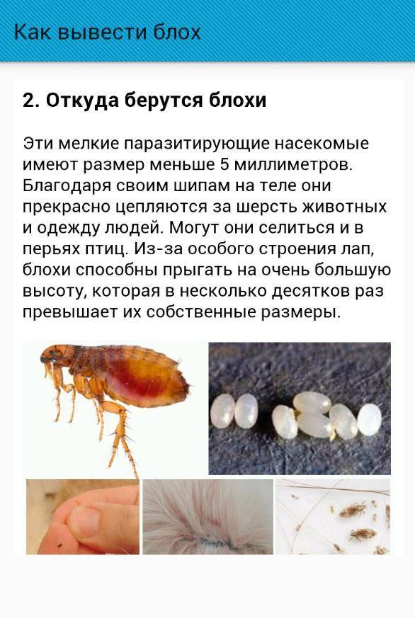 Как вывести блох у кошки (котёнка) в домашних условиях, как выглядят блохи