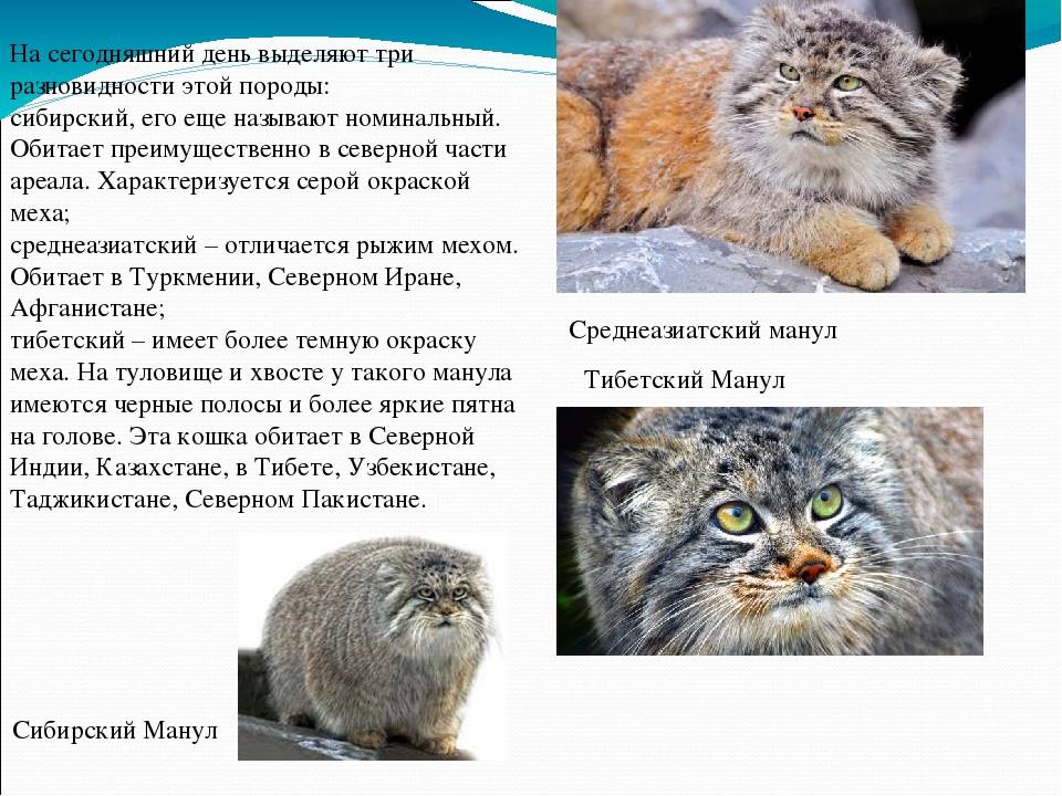 Манул домашний: можно ли приручить и как содержать