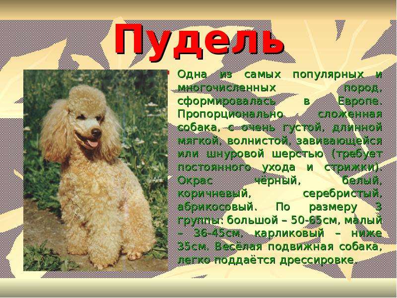Порода собак малый пудель — незаменимая собака-компаньон