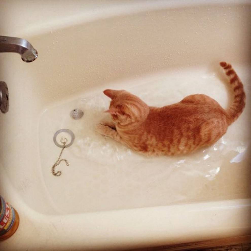 Породы кошек, которые любят воду