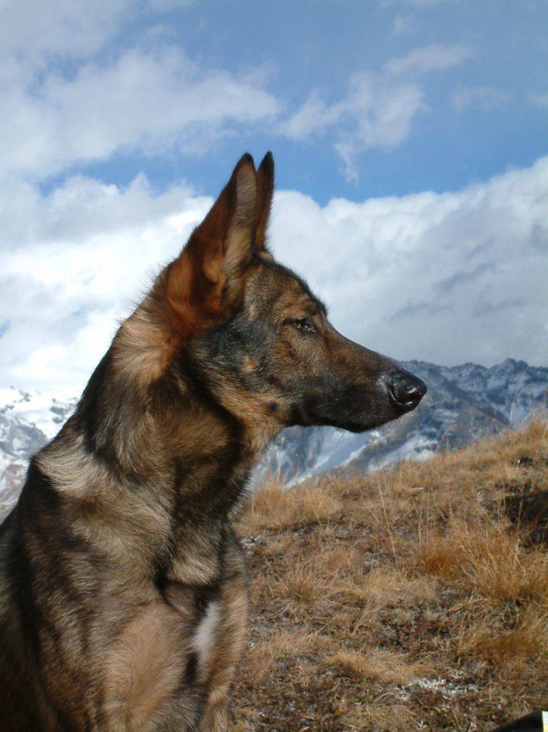 Порода собак вольпино итальяно и ее характеристики с фото