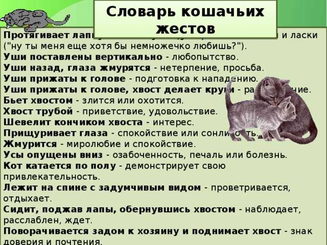 Зачем кошке хвост, для чего он нужен и каково его строение, может ли она без него обходиться?