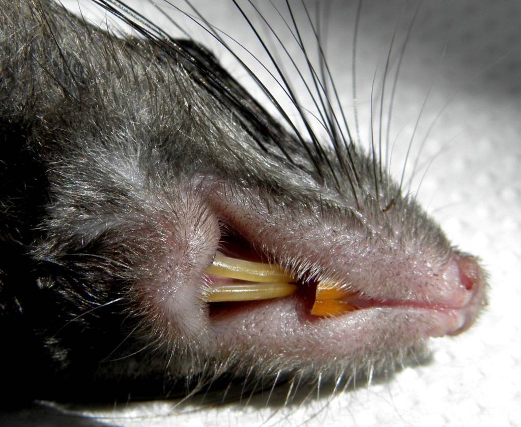 Почему крыса стучит и скрипит зубами